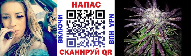 Бошки марихуана план  дарнет шоп  Георгиевск 